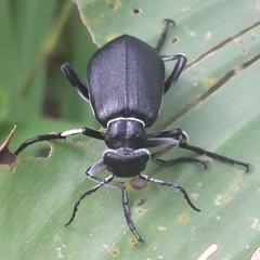 Epicauta vidua