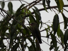 Colibri
