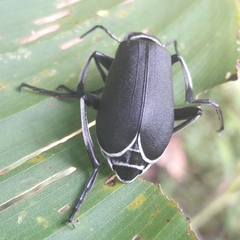 Epicauta vidua