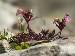Pedicularis kerneri