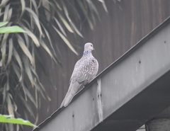Streptopelia chinensis