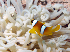 Amphiprion bicinctus