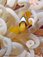 Amphiprion bicinctus