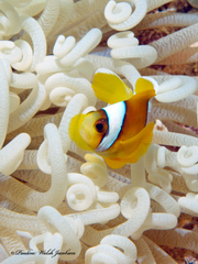 Amphiprion bicinctus