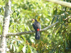 Ramphastos dicolorus