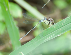 Lestes forficula