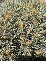 Azorella prolifera