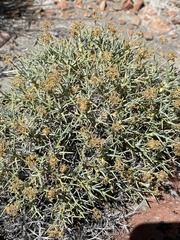 Azorella prolifera