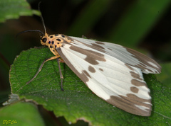 Nyctemera carissima