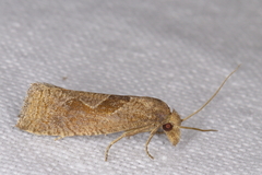 Pelochrista similiana