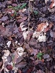 Laetiporus sulphureus