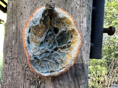 Penicillium