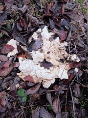 Laetiporus sulphureus