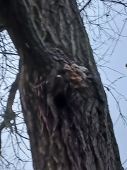 Laetiporus sulphureus