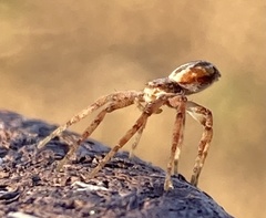 Philodromidae