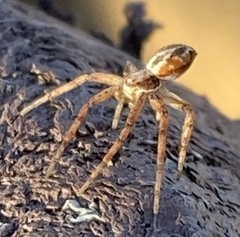 Philodromidae