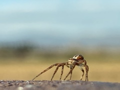 Philodromidae