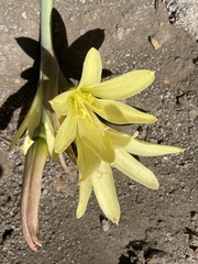 Zephyranthes bagnoldii