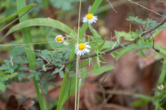 Aphanostephus ramosissimus