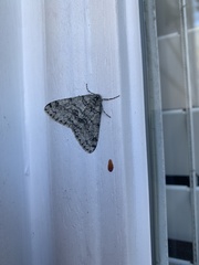 Phigalia denticulata