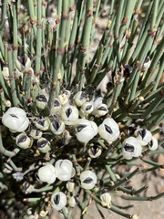 Ephedra chilensis
