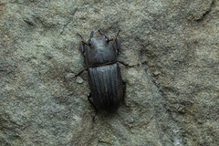 Aegus laevicollis formosae