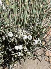 Ephedra chilensis