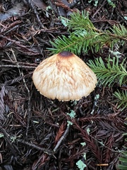 Lepiota magnispora