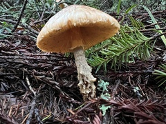 Lepiota magnispora