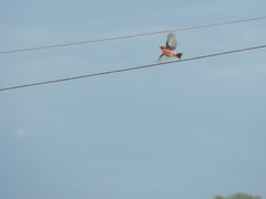 Pyrocephalus rubinus