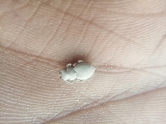 Vansonium bushmanicum