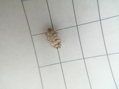 Vansonium bushmanicum