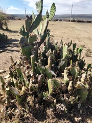 Opuntia stricta