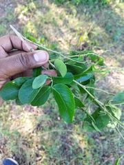 Pithecellobium dulce