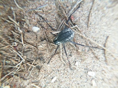 Stenocara gracilipes