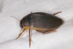 Dytiscus fasciventris