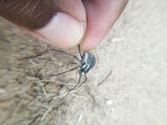 Stenocara gracilipes