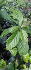 Persea americana