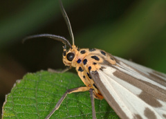 Nyctemera carissima