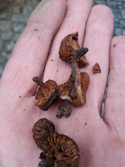 Descolea tenuipes