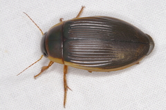 Dytiscus fasciventris