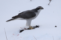 Accipiter gentilis