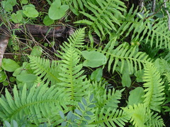 Polypodium cambricum