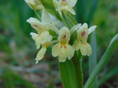 Dactylorhiza insularis