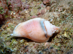 Gibberulus gibberulus