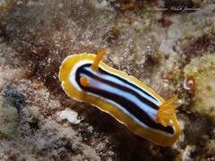 Chromodoris quadricolor