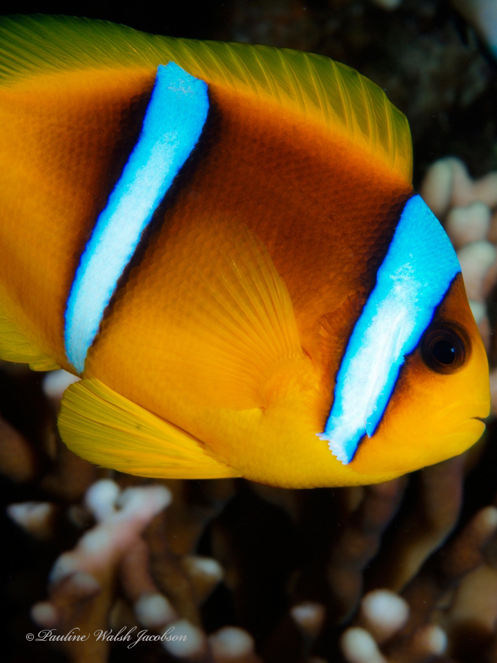 Twoband anemonefish