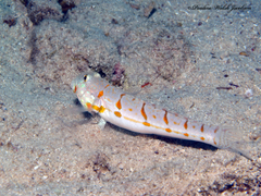Valenciennea puellaris