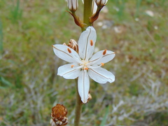 Asphodelus albus