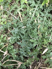 Cirsium japonicum australe